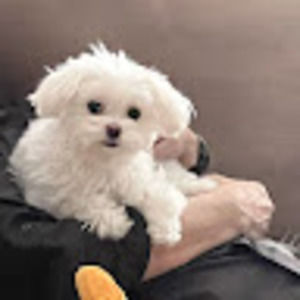 Meet your Posher, Daisy